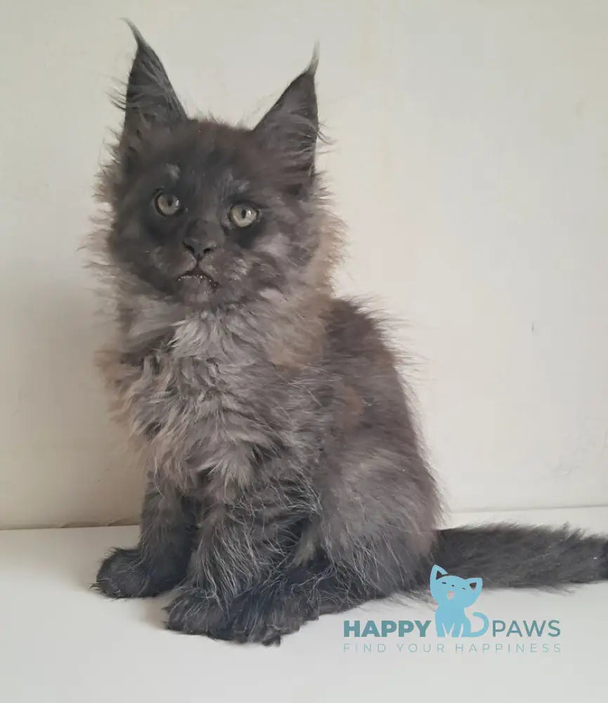 Carmen Maine Coon female black silver live animals