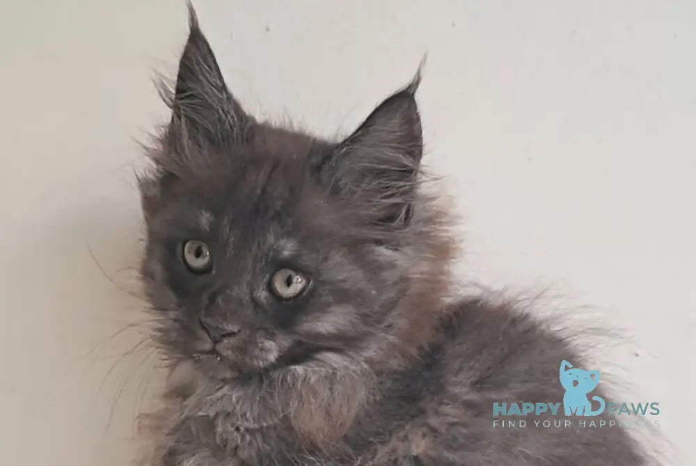 Carmen Maine Coon female black silver live animals