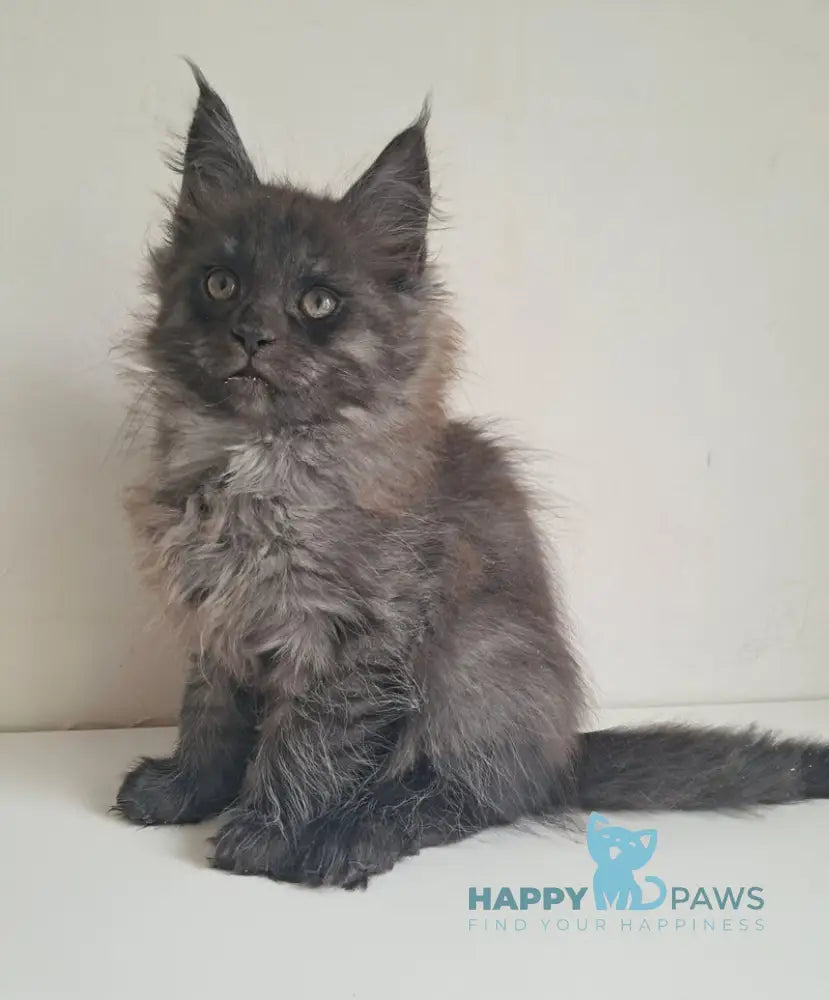 Carmen Maine Coon female black silver live animals