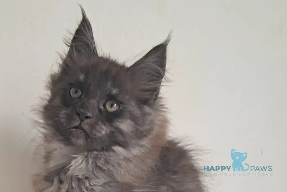 Carmen Maine Coon female black silver live animals