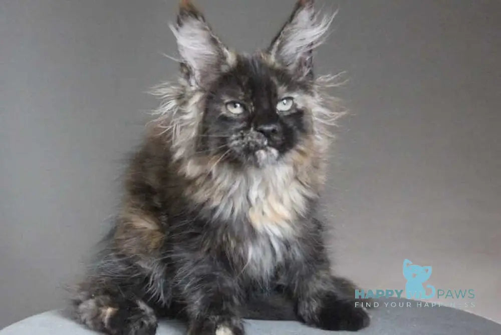 Carmen Maine Coon female black tortie - live animals