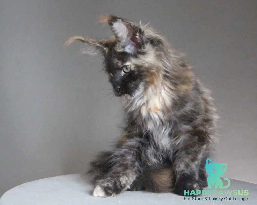Carmen Maine Coon female black tortie - live animals