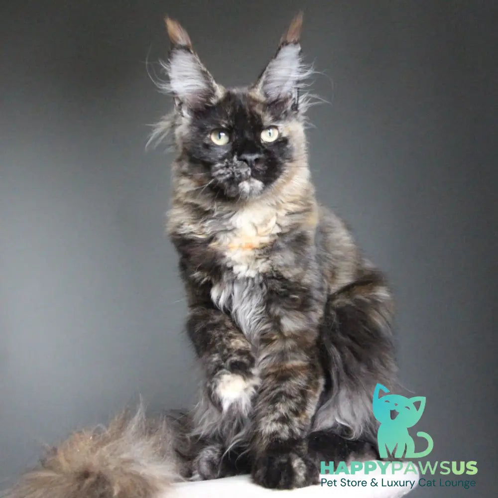 Carmen Maine Coon female black tortie - live animals