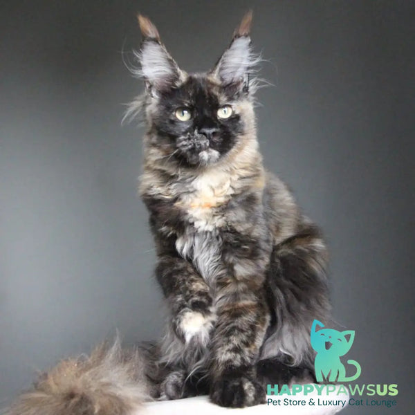 Carmen Maine Coon female black tortie - live animals