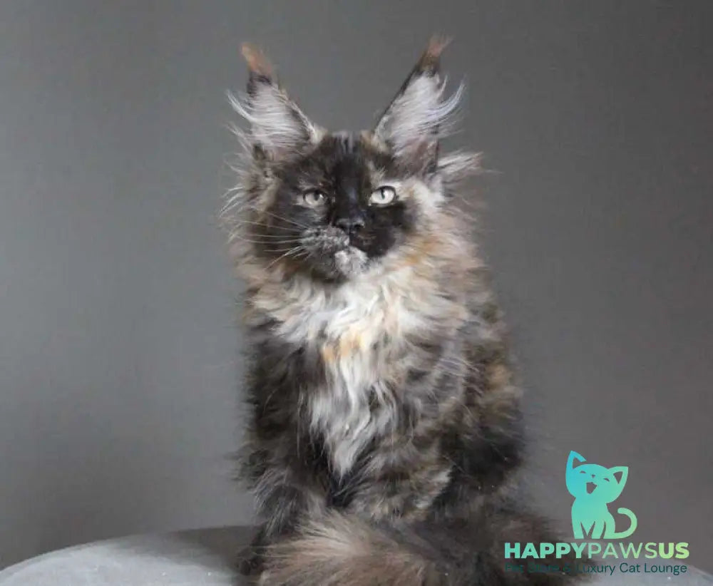 Carmen Maine Coon female black tortie - live animals