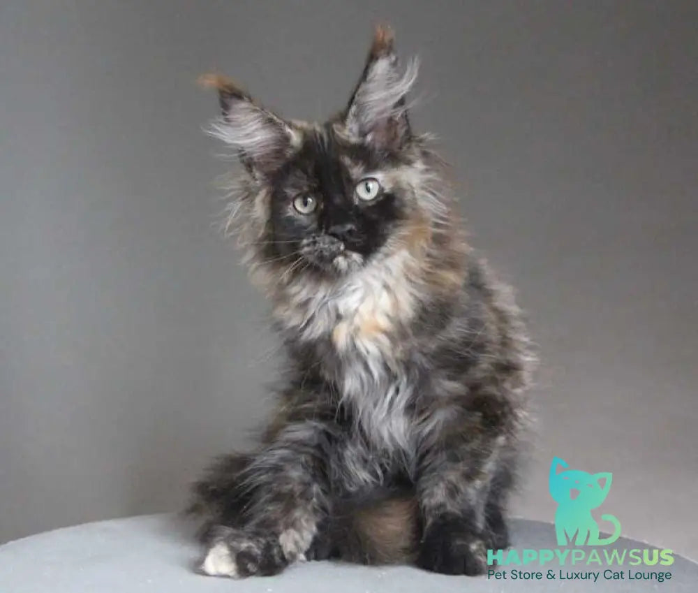 Carmen Maine Coon female black tortie - live animals