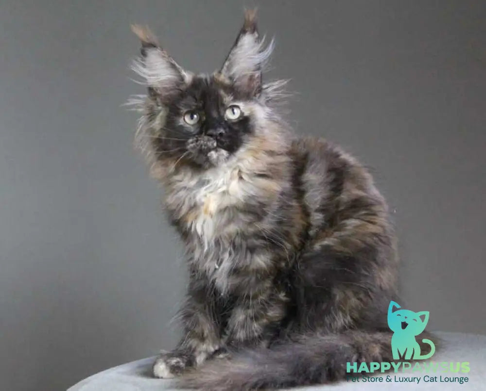 Carmen Maine Coon female black tortie - live animals