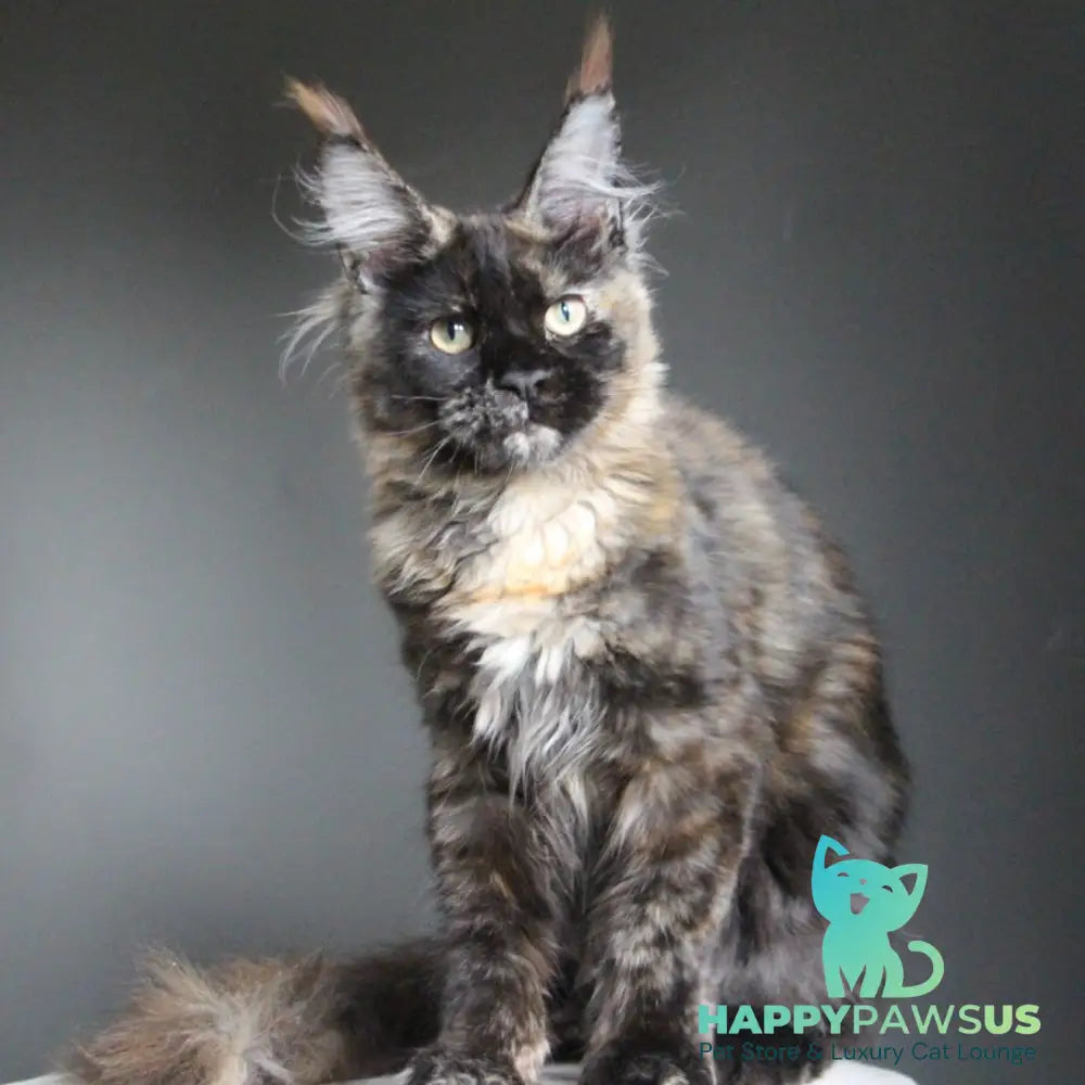 Carmen Maine Coon female black tortie - live animals