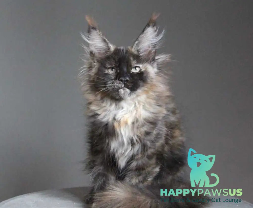Carmen Maine Coon female black tortie - live animals