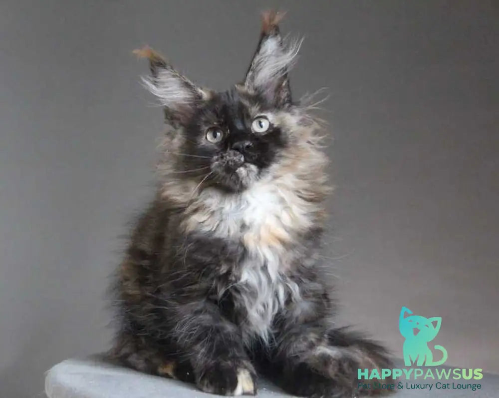 Carmen Maine Coon female black tortie - live animals