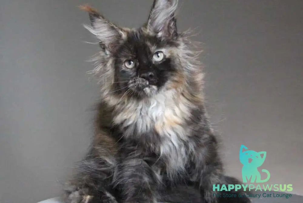 Carmen Maine Coon female black tortie - live animals