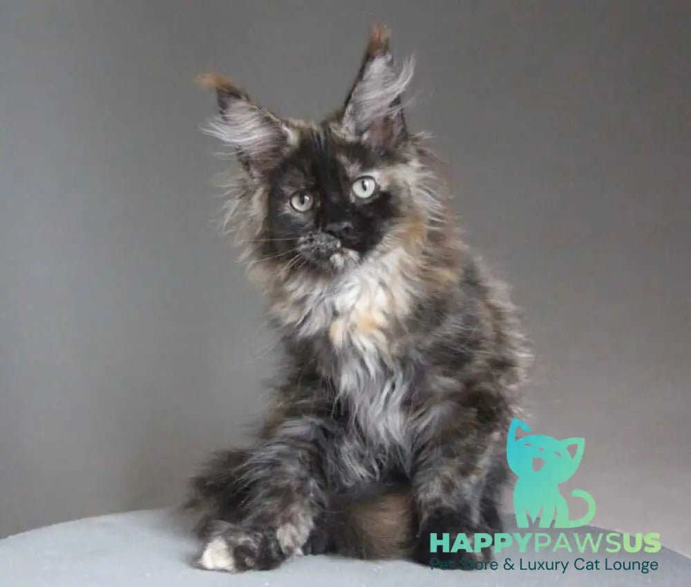 Carmen Maine Coon female black tortie - live animals
