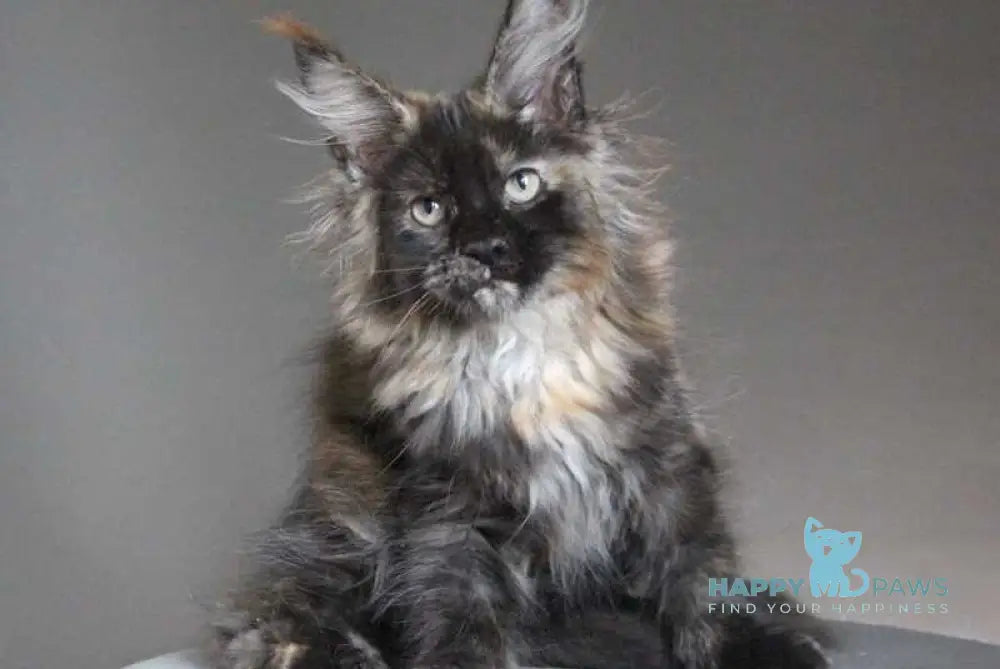 Carmen Maine Coon female black tortie - live animals