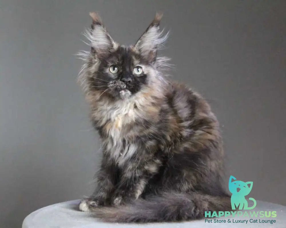 Carmen Maine Coon female black tortie - live animals