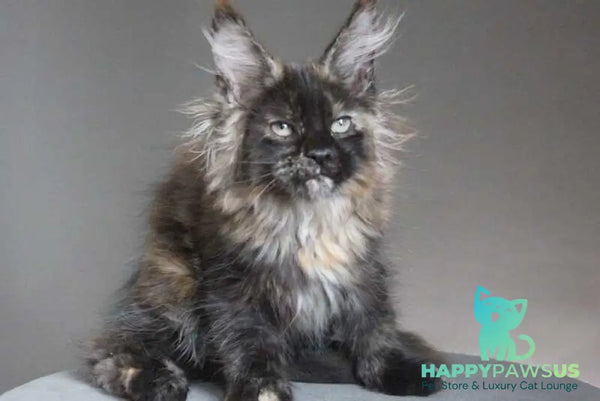 Carmen Maine Coon female black tortie - live animals