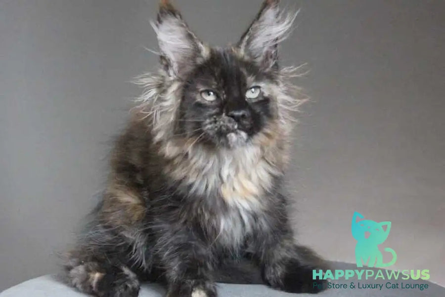 Carmen Maine Coon female black tortie - live animals