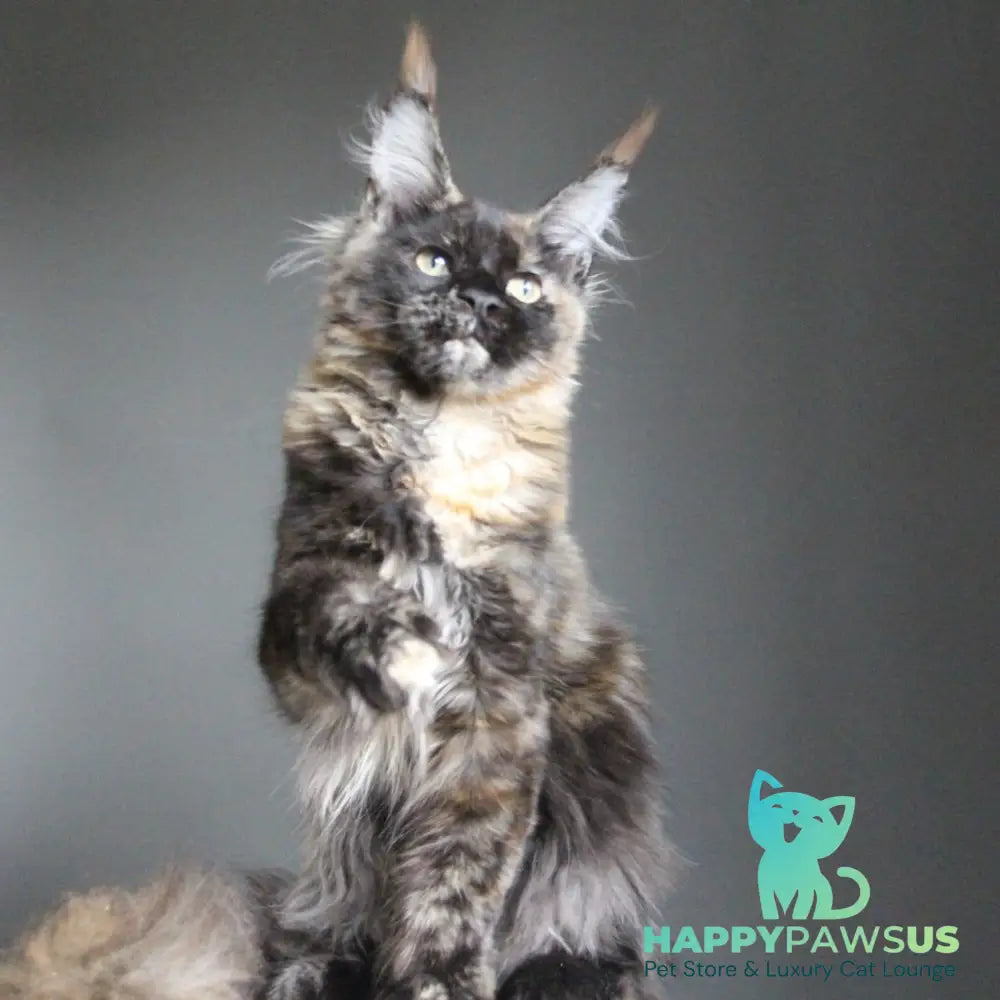 Carmen Maine Coon female black tortie - live animals