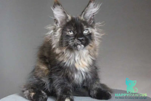 Carmen Maine Coon female black tortie - live animals