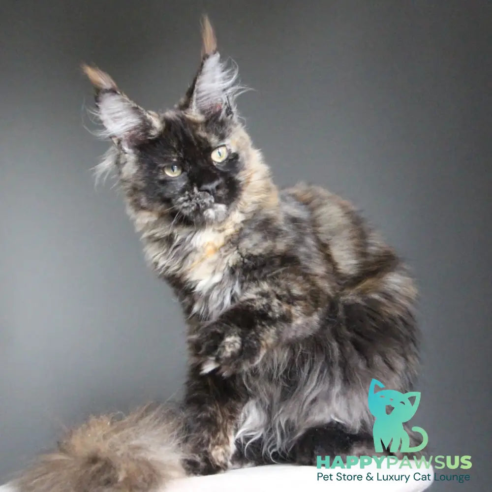 Carmen Maine Coon female black tortie - live animals