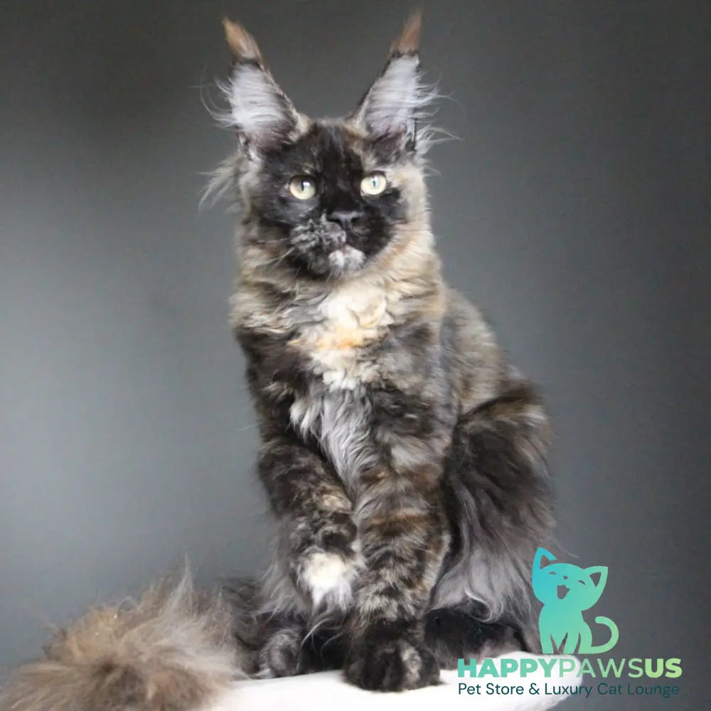 Carmen Maine Coon female black tortie - live animals