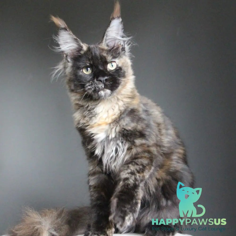 Carmen Maine Coon female black tortie - live animals
