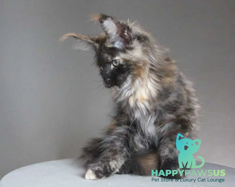 Carmen Maine Coon female black tortie - live animals
