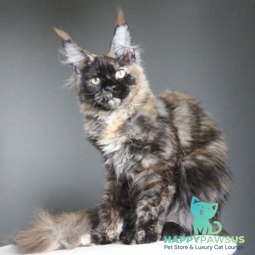 Carmen Maine Coon female black tortie - live animals