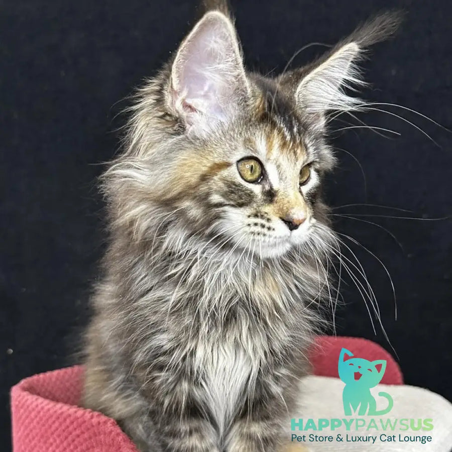 Carmen Maine Coon female black tortie tabby - live animals