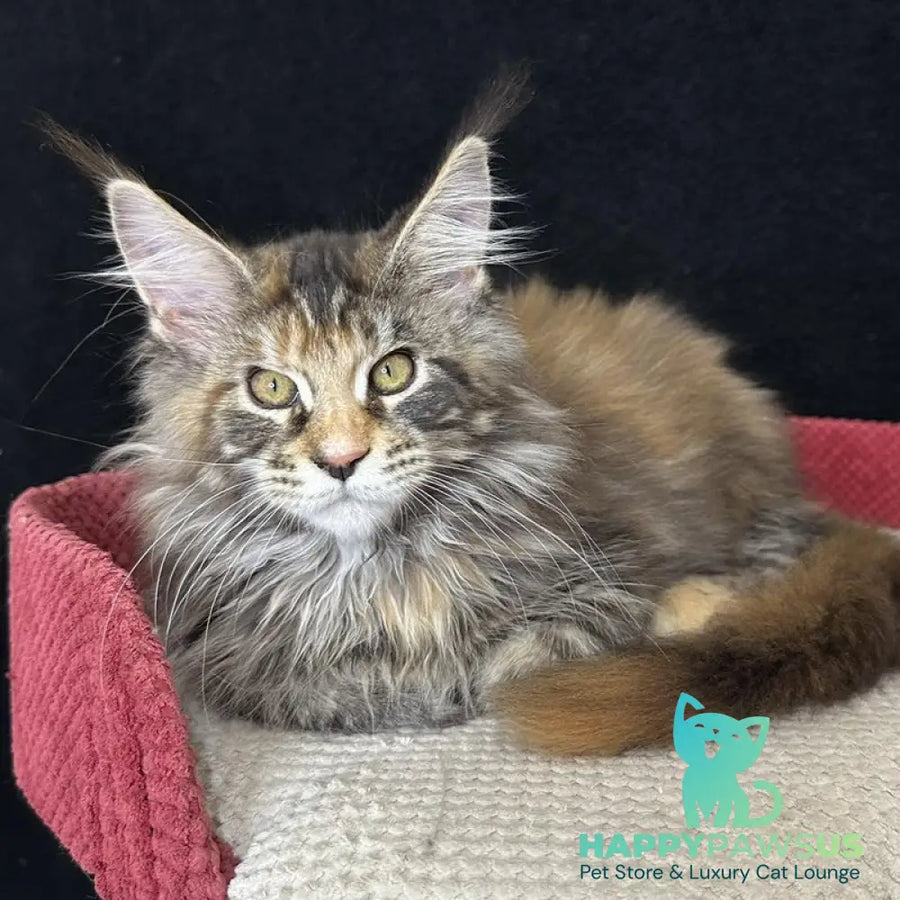 Carmen Maine Coon female black tortie tabby - live animals