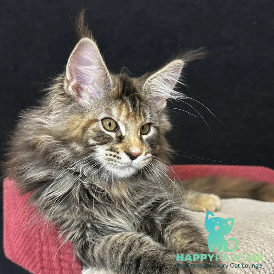 Carmen Maine Coon female black tortie tabby - live animals