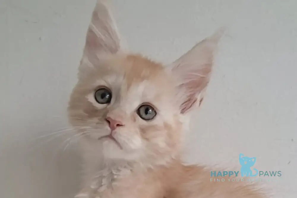 Carmen Maine Coon male red silver spotted tabby live animals