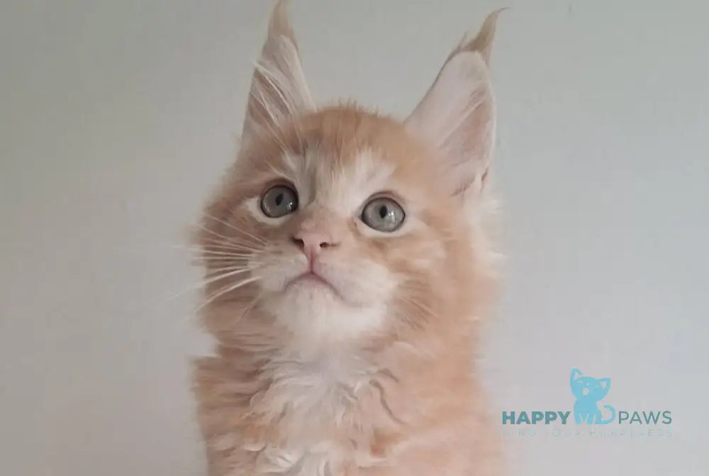 Carmen Maine Coon male red silver spotted tabby live animals