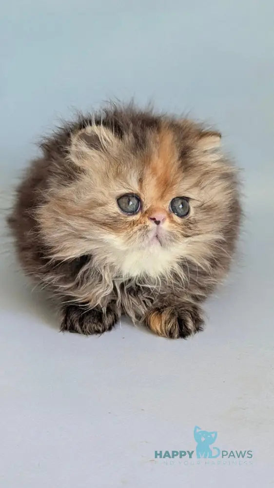 Carmen Persian female black tortie tabby live animals