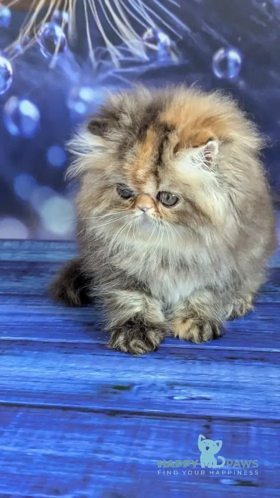 Carmen Persian female black tortie tabby live animals