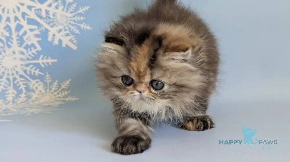 Carmen Persian female black tortie tabby live animals