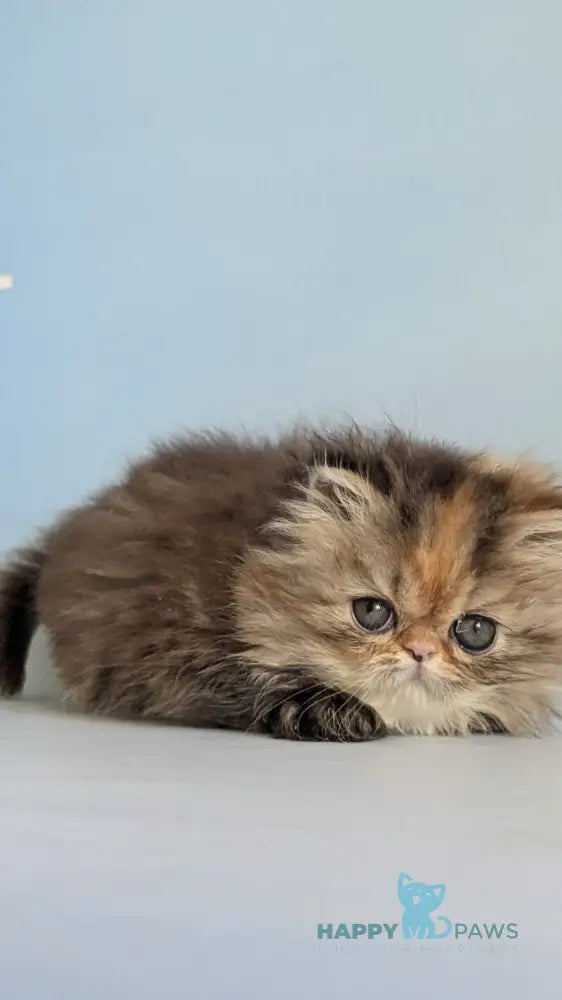 Carmen Persian female black tortie tabby live animals