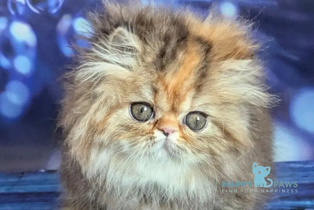 Carmen Persian female black tortie tabby live animals