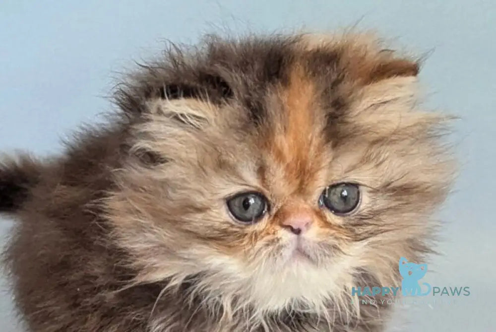 Carmen Persian female black tortie tabby live animals