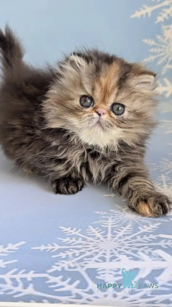 Carmen Persian female black tortie tabby live animals