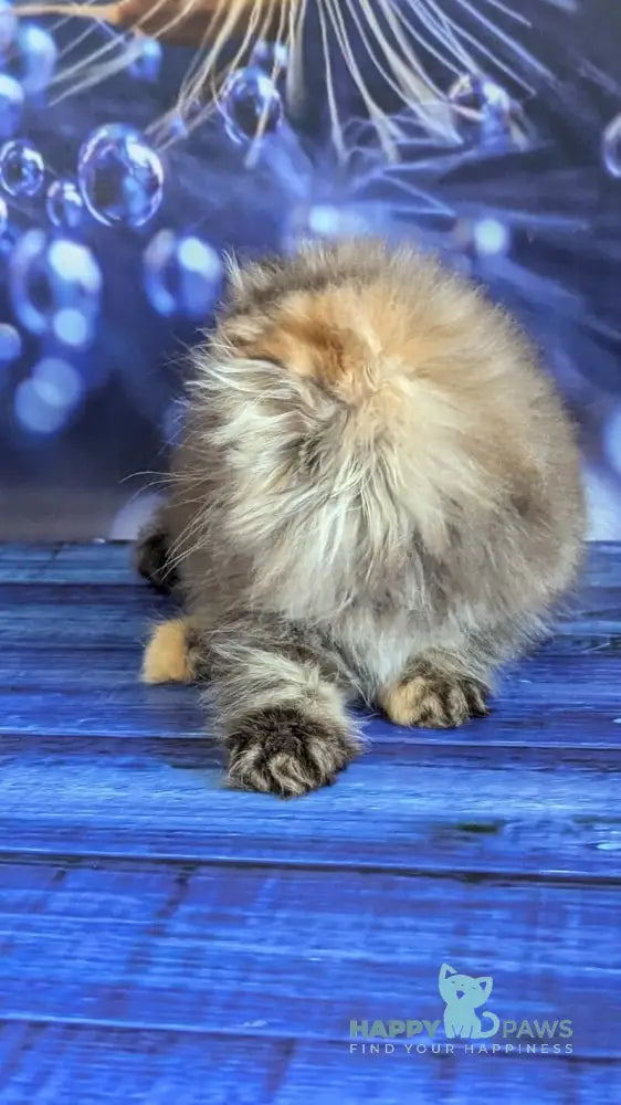 Carmen Persian female black tortie tabby live animals