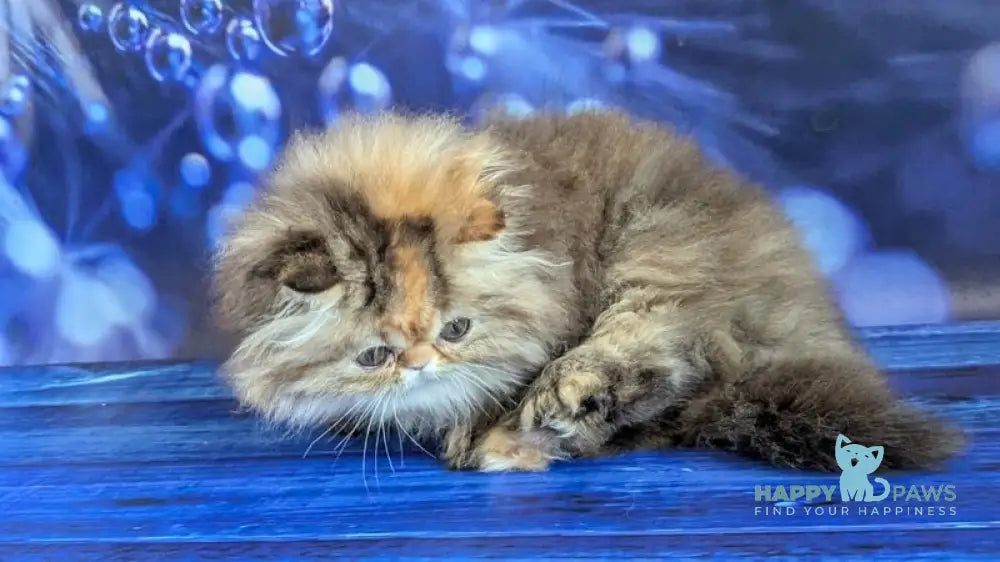 Carmen Persian female black tortie tabby live animals