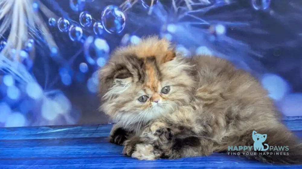 Carmen Persian female black tortie tabby live animals