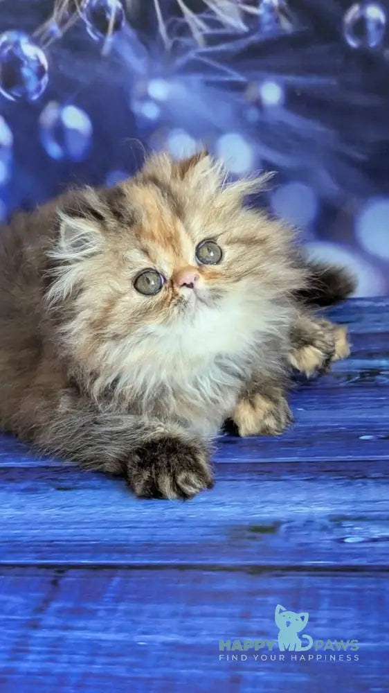 Carmen Persian female black tortie tabby live animals