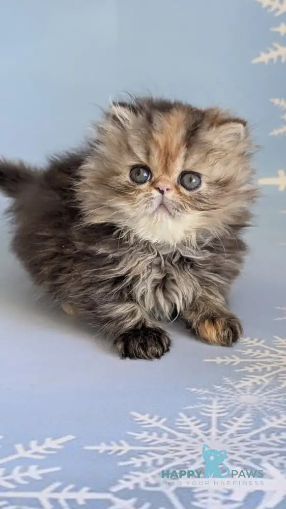 Carmen Persian female black tortie tabby live animals