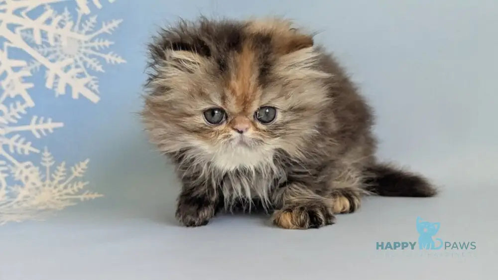 Carmen Persian female black tortie tabby live animals