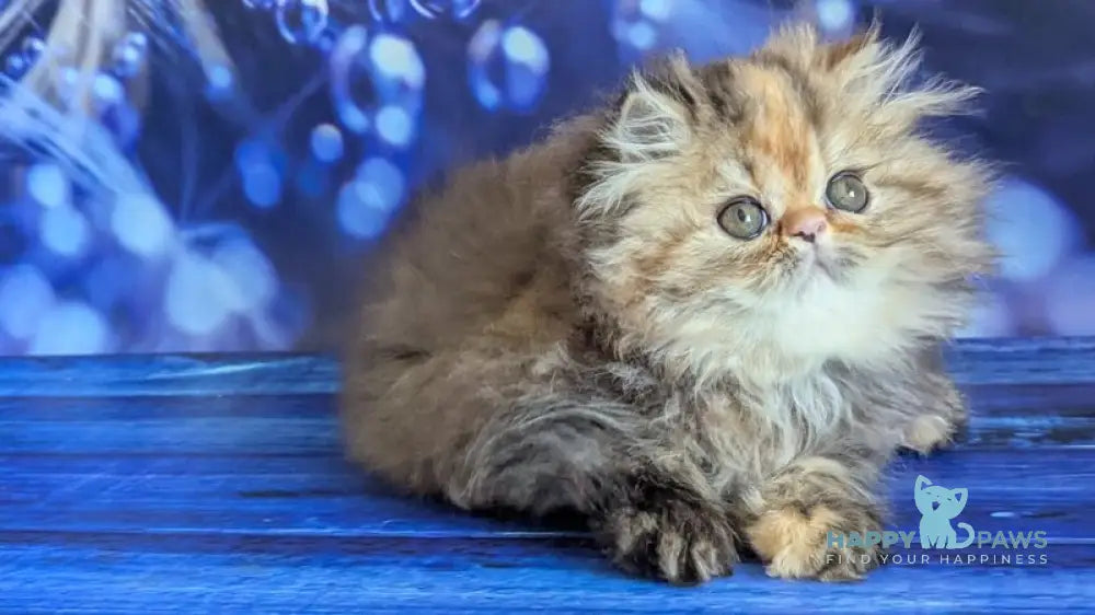 Carmen Persian female black tortie tabby live animals