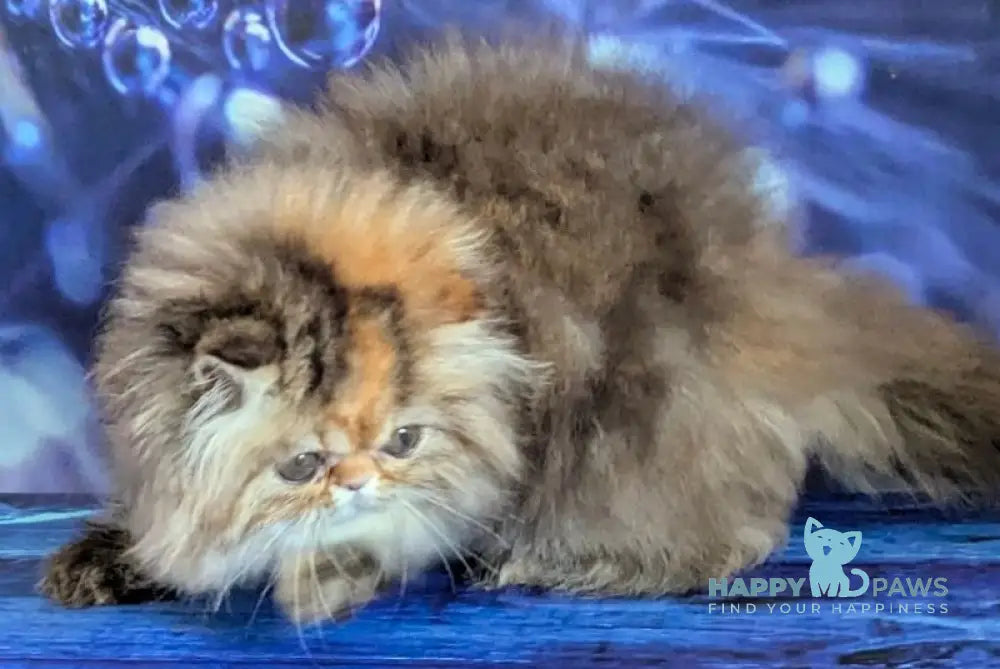 Carmen Persian female black tortie tabby live animals