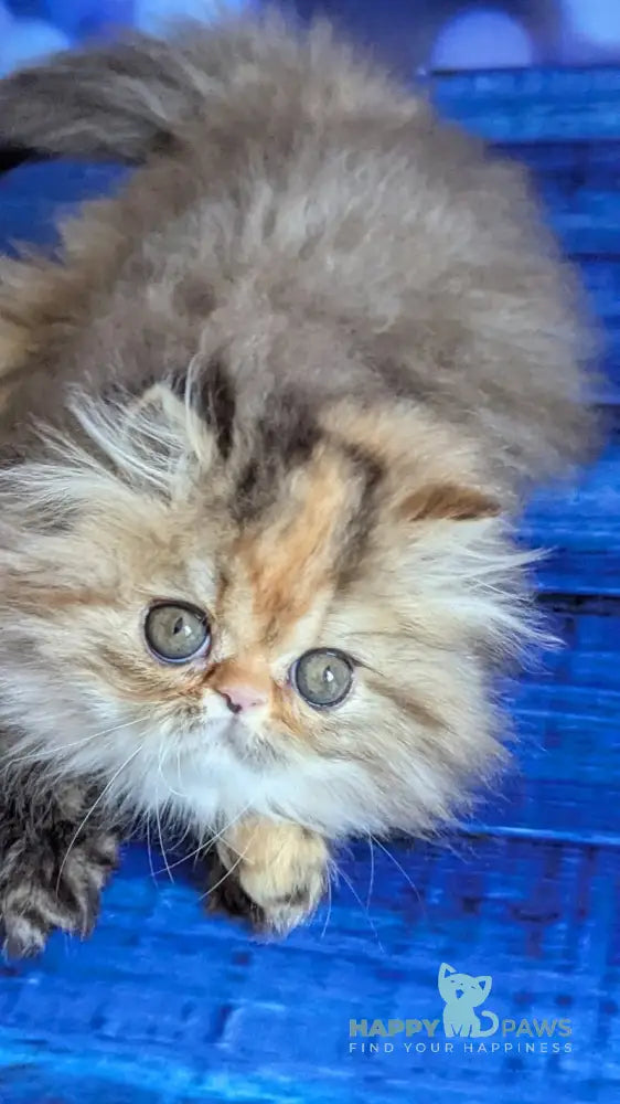 Carmen Persian female black tortie tabby live animals