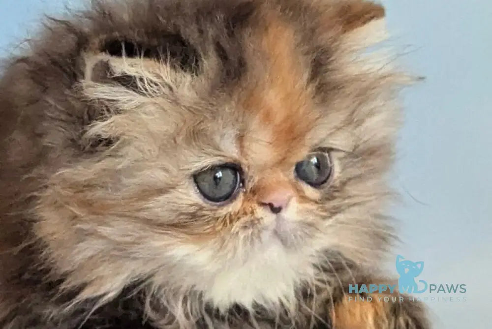 Carmen Persian female black tortie tabby live animals