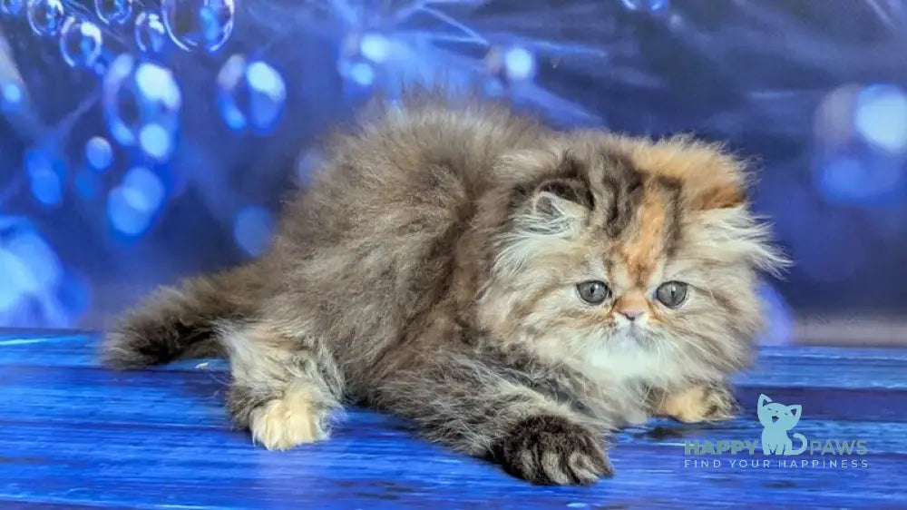 Carmen Persian female black tortie tabby live animals